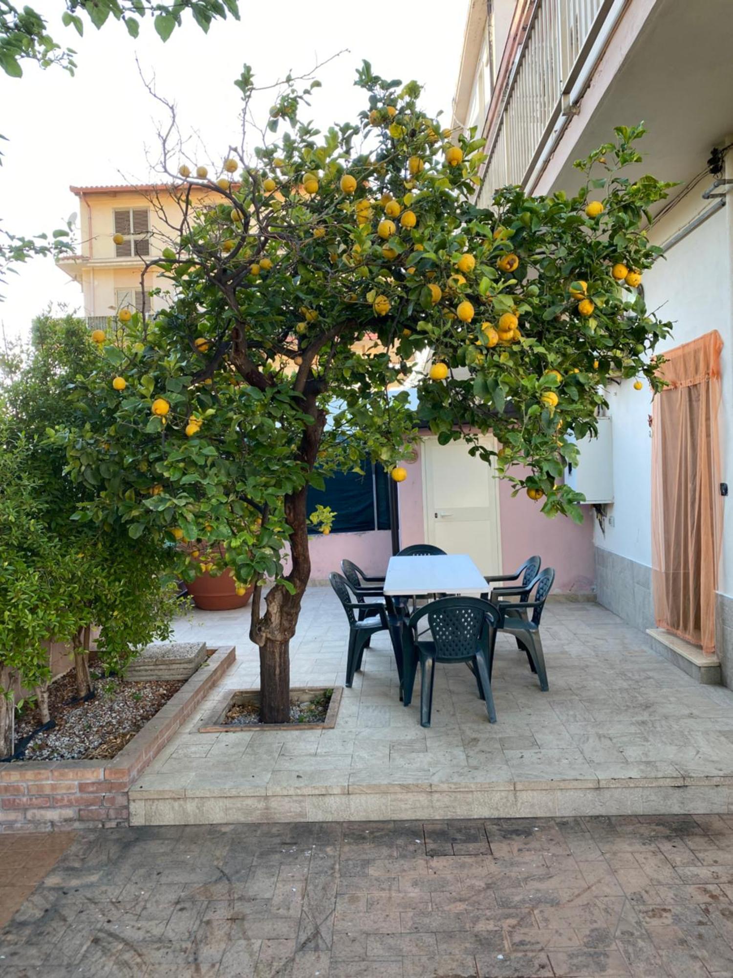 L'Albero Di Limoni Sul Mare Di Pizzo Villa Eksteriør billede