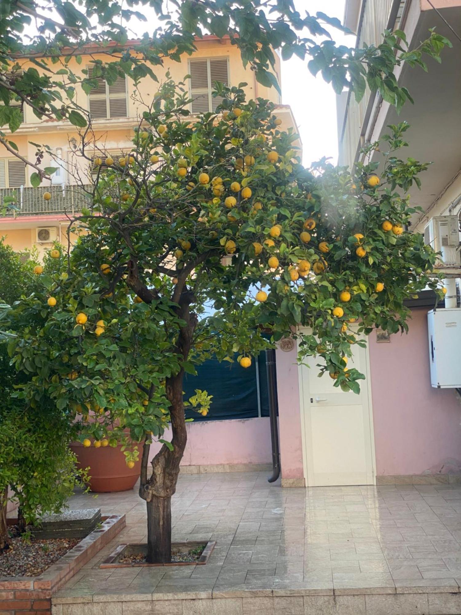 L'Albero Di Limoni Sul Mare Di Pizzo Villa Eksteriør billede